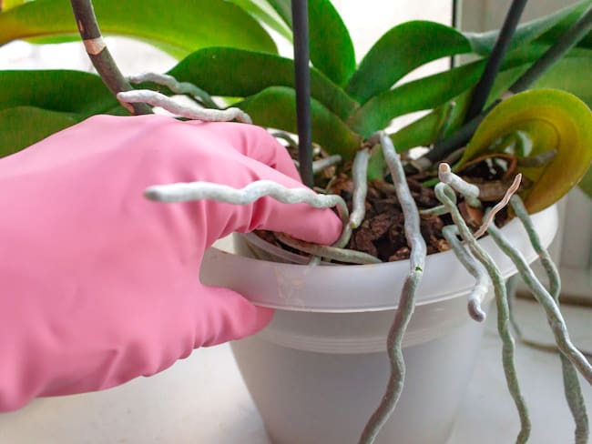 Persona revisando las raíces de su orquídea usando guantes para cuidarla (Getty Images)