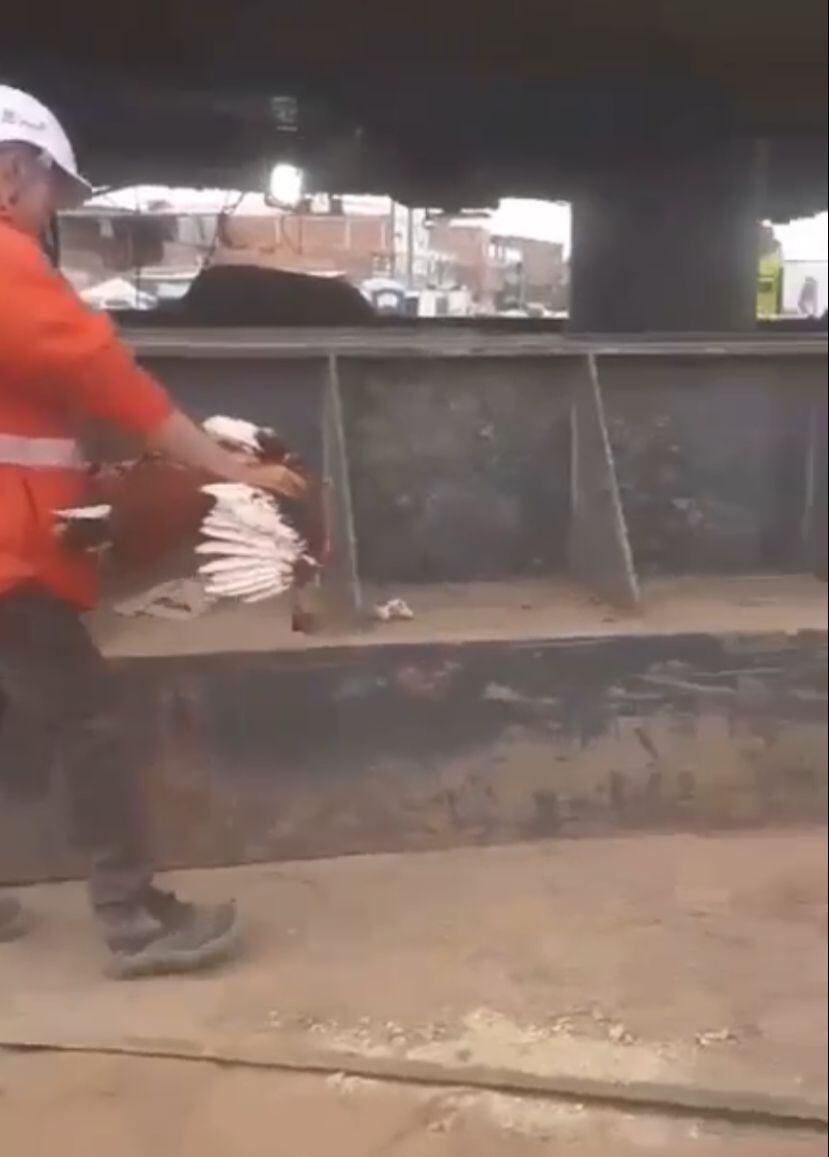 Trabajador sacrifica a un gallo en las obras del Metro.