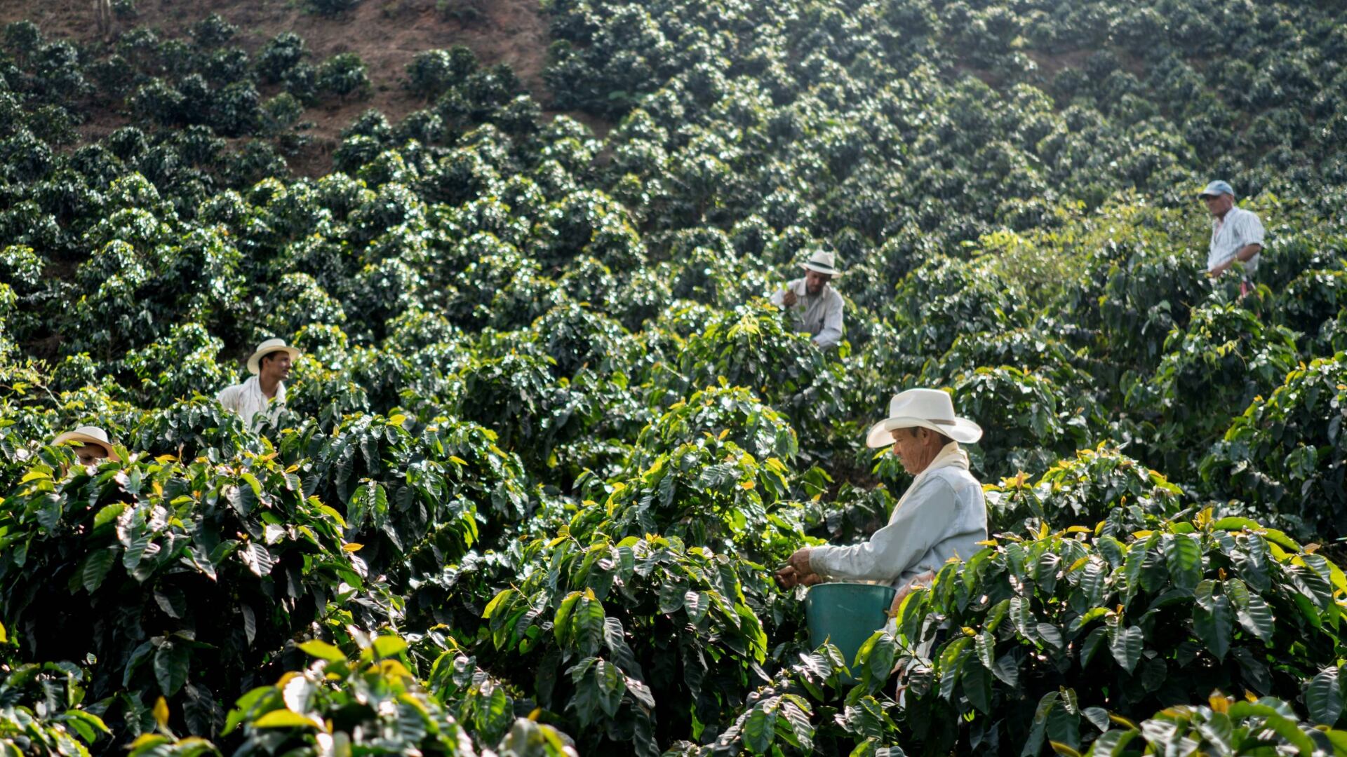 En Colombia existen más de 658 mil fincas cafeteras en donde se siembran más de 842 mil hectáreas de café, según el Sistema de Información Cafetera. |Foto: Getty Images