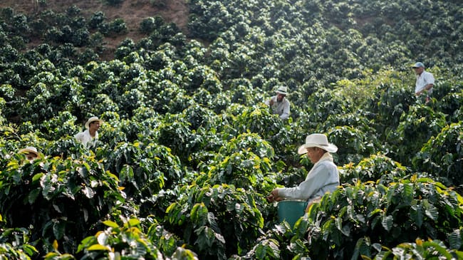 En Colombia existen más de 658 mil fincas cafeteras en donde se siembran más de 842 mil hectáreas de café, según el Sistema de Información Cafetera. |Foto: Getty Images