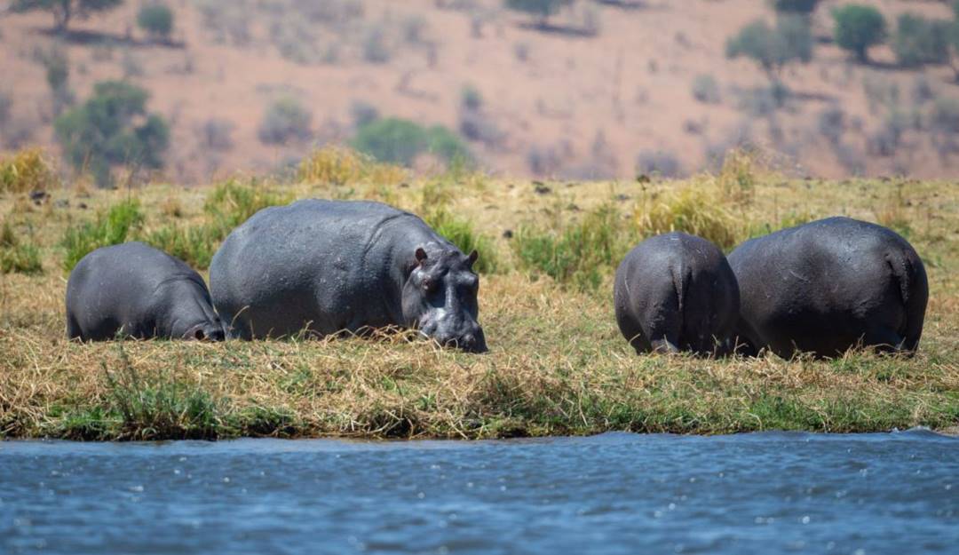 Hipopótamos Colombia