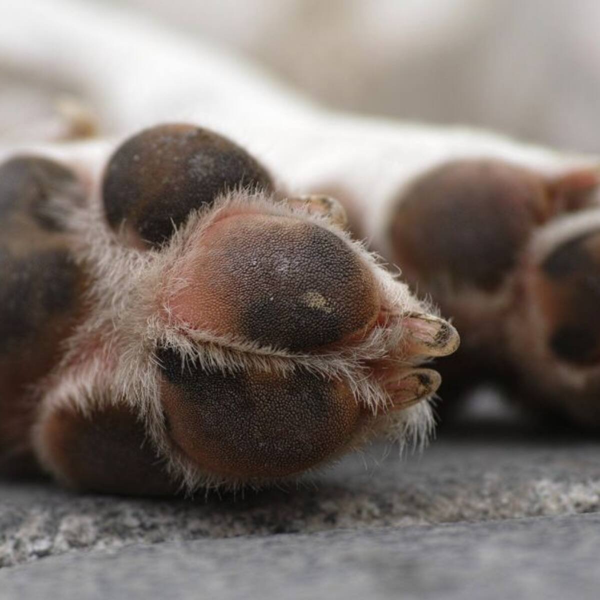 Maltrato animal en Risaralda: con arma blanca, hombre mató a un perro de manejo especial