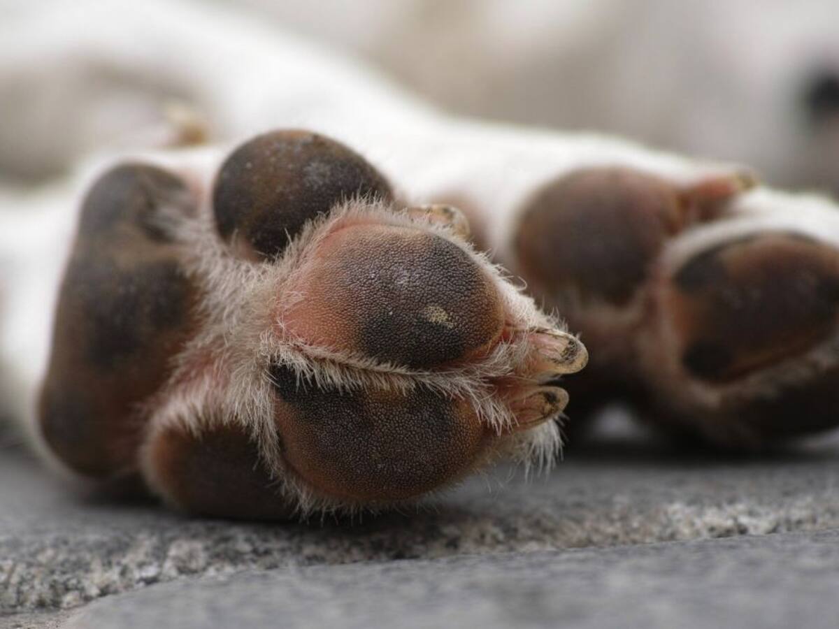 Maltrato animal en Risaralda: con arma blanca, hombre mató a un perro de manejo especial