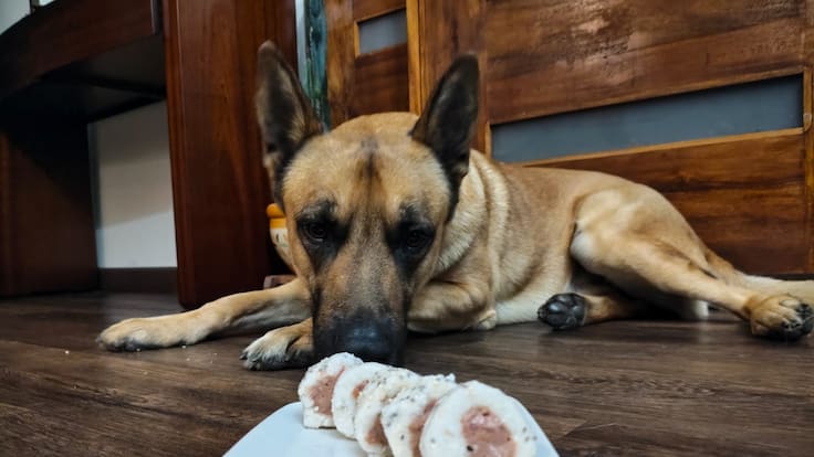 Ana Lucía Martín habla sobre su emprendimiento de sushi para perros