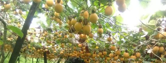 Cultivo de granadillas en La Unión, Nariño