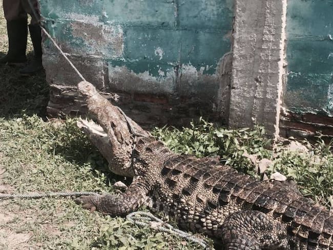 Alerta por caimanes y babillas en Barranquilla