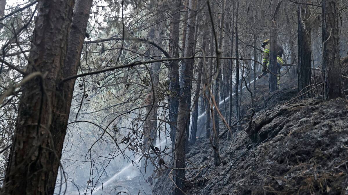 Sustitución y reforestación de áreas afectadas en cerros Orientales tardará al menos 100 años
