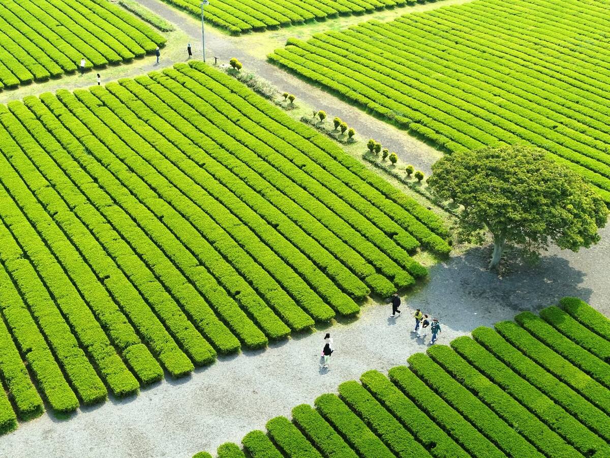 Gobernación del Tolima brinda apoyo a cinco distritos de riego