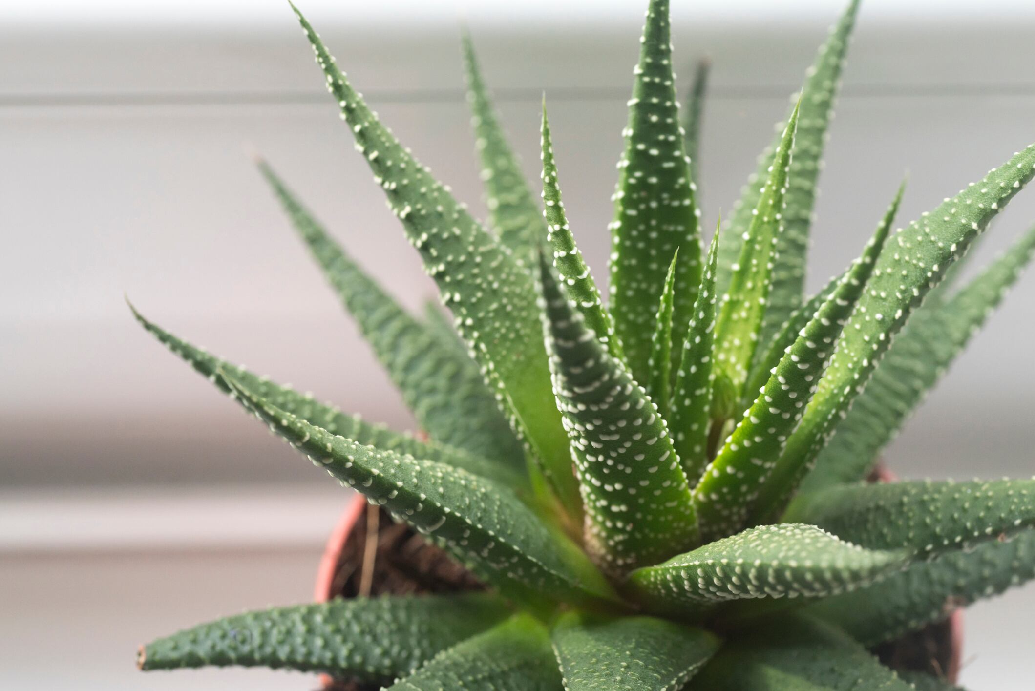 La sábila cuenta con múltiples beneficios / Getty Images