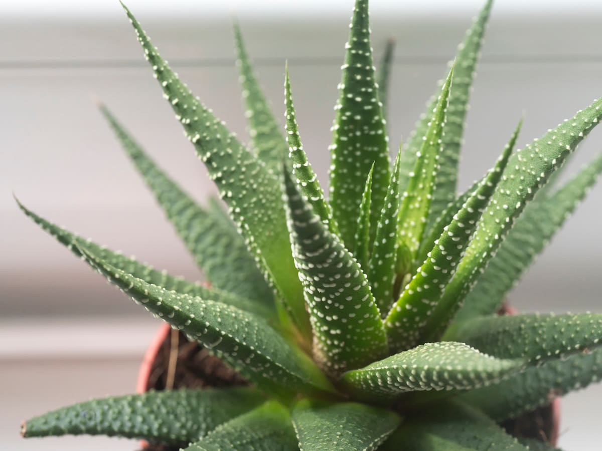 Revivir una mata de sábila es posible con este truco: solo necesita 1 elemento de cocina