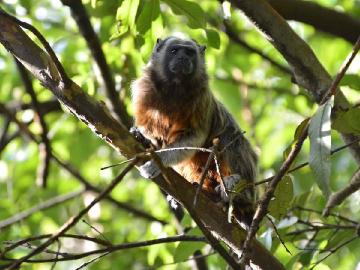 ¿Cómo afecta el uso de explosivos la fauna de la Universidad de Antioquia?