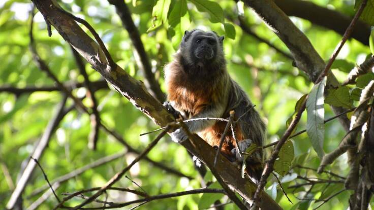 ¿Cómo afecta el uso de explosivos la fauna de la Universidad de Antioquia?