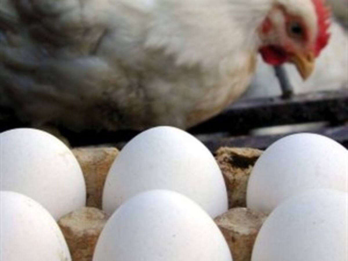 Venezuela no aprobó licencias para exportaciones de pollo y huevos de Colombia