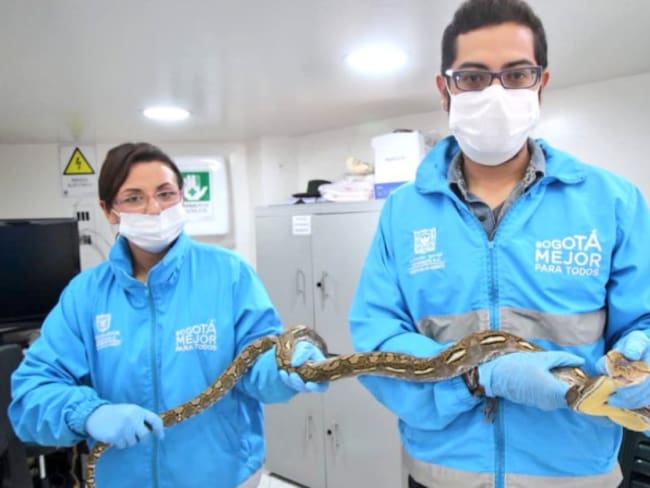 Rescatan una quinta serpiente exótica en Bogotá