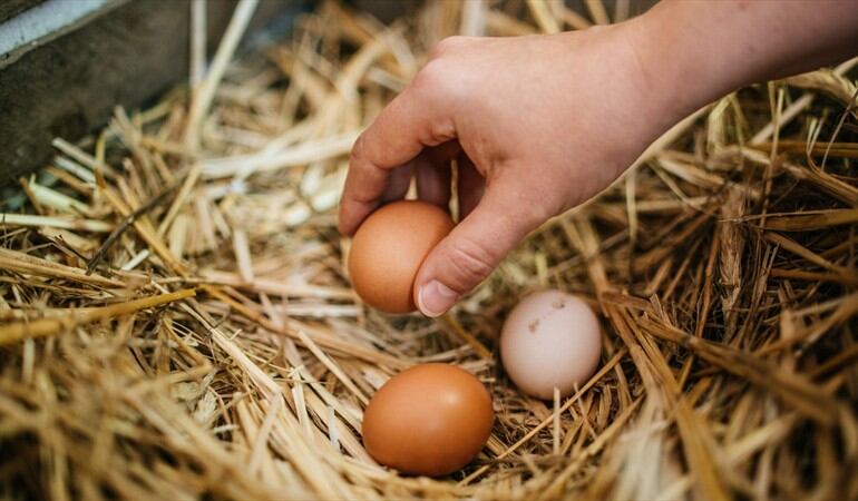 ¿Colombia importa huevos de Alemania? SAC responde. Foto: Getty Images / GUIDO MIETH