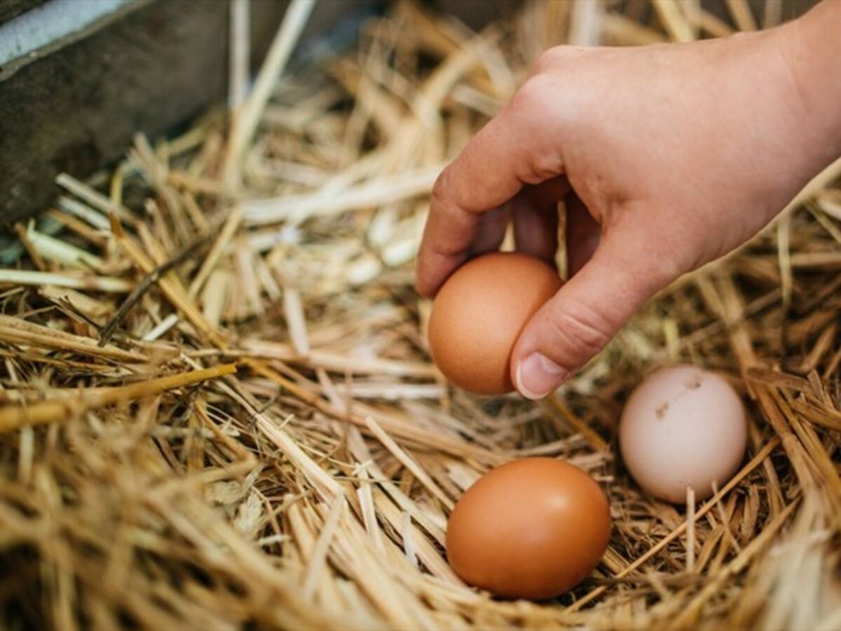 Agricultores del país aseguran que los huevos que se consumen en Colombia no son importados