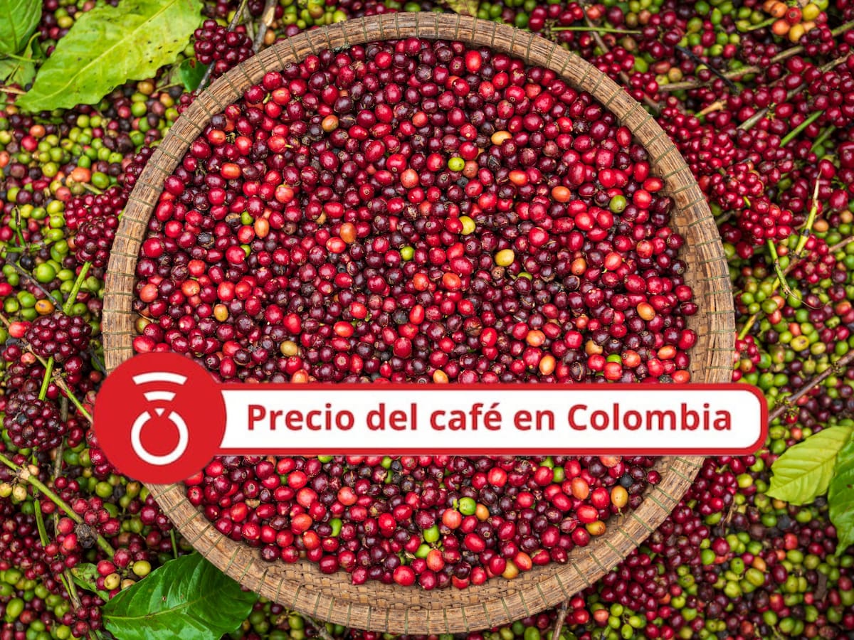 Precio del café HOY 31 de agosto: Se sostiene el precio del grano en este fin de mes