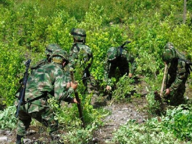 Erradicación de cultivos