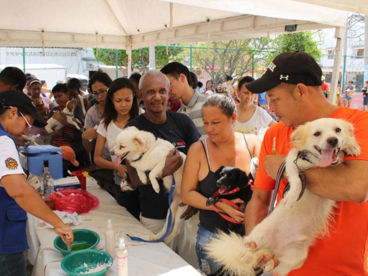 Más de 2.000 animales fueron vacunados en jornada adelantada en Cartagena