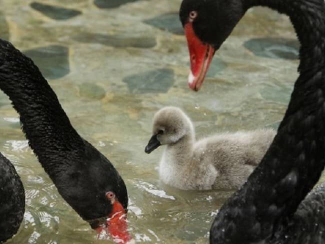 Cisne negro y monos titís pigmeo nacieron en zoológico de Medellín