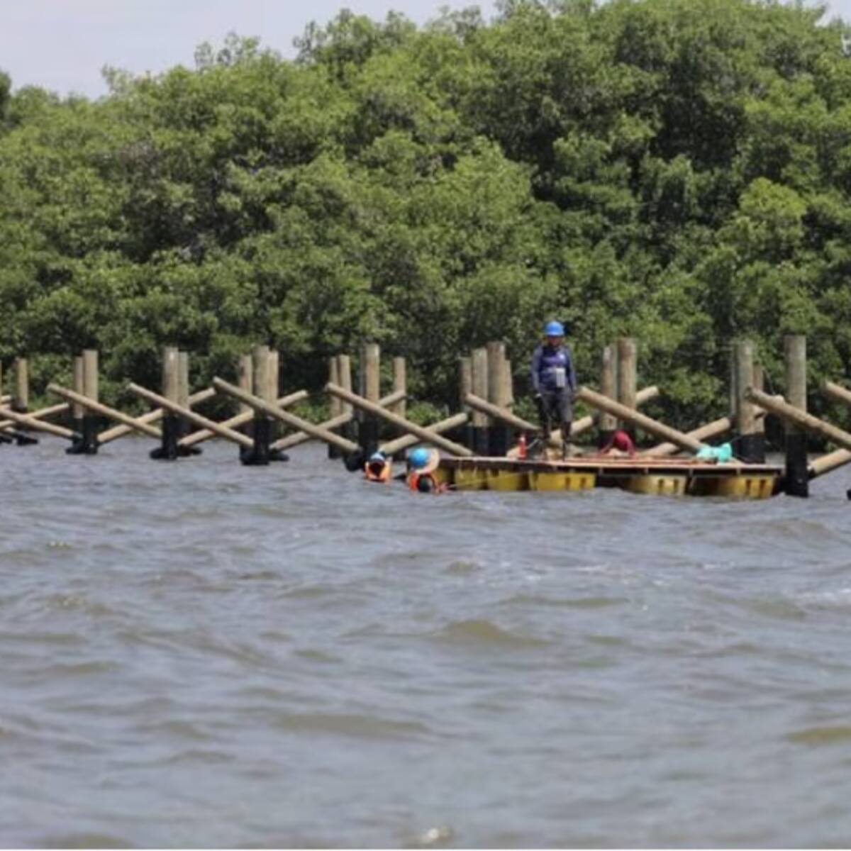 Nuevos senderos del Ecoparque Ciénaga de Mallorquín son habilitados al público