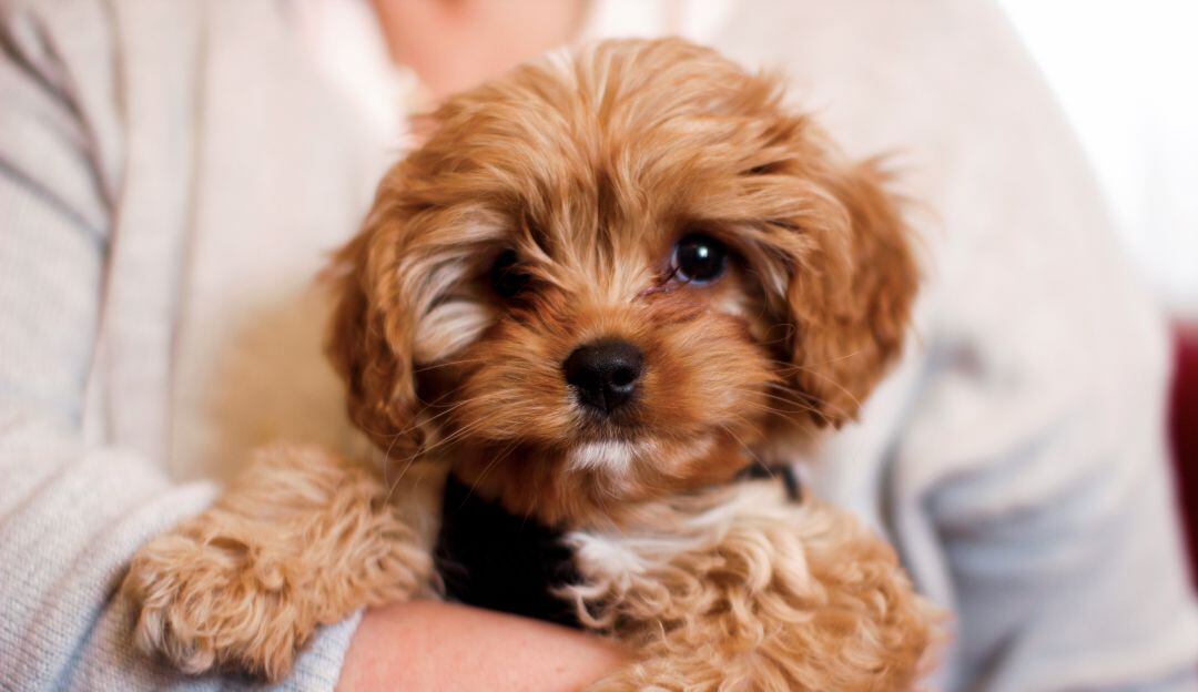 Pequeño perro es el ladrón más tierno del mundo