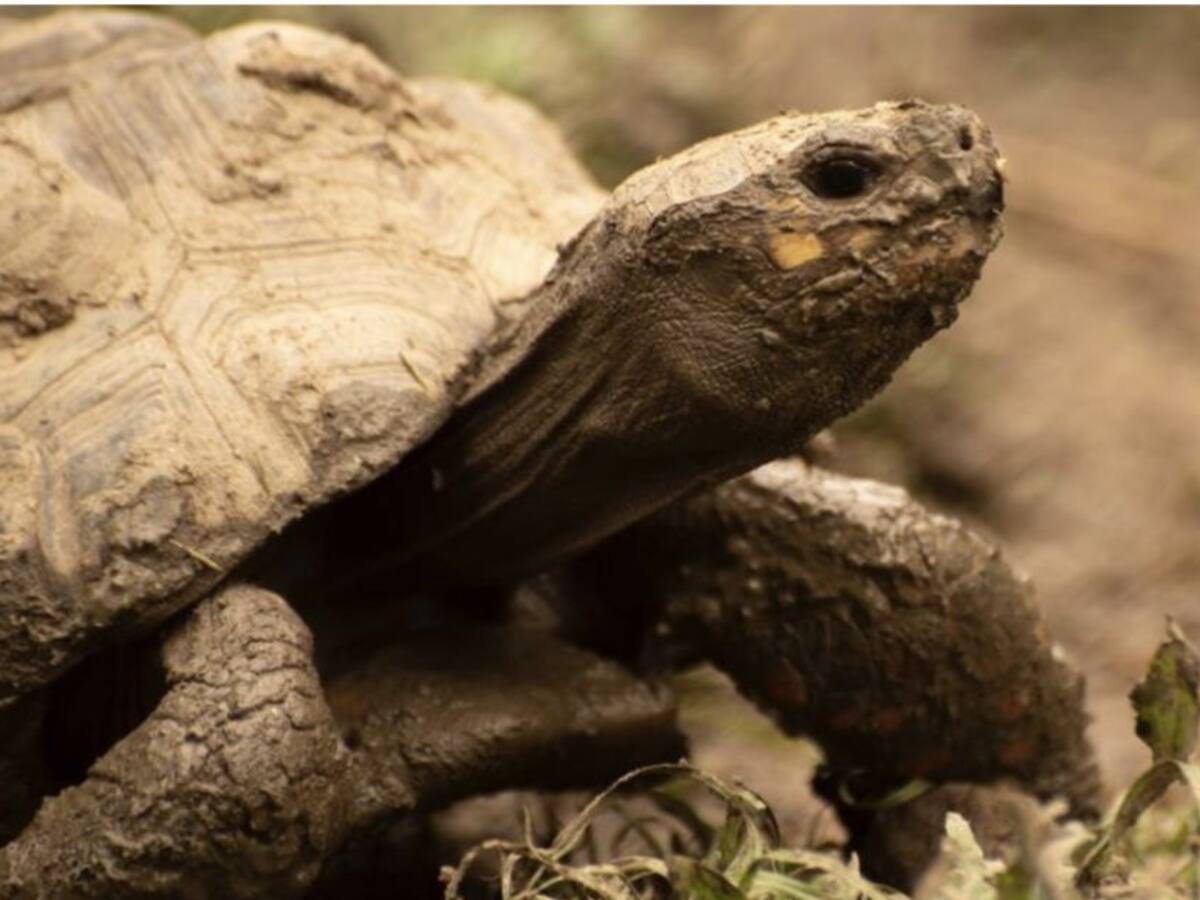 Más de 2 mil animales silvestres han llegado al Valle de Aburrá por tráfico