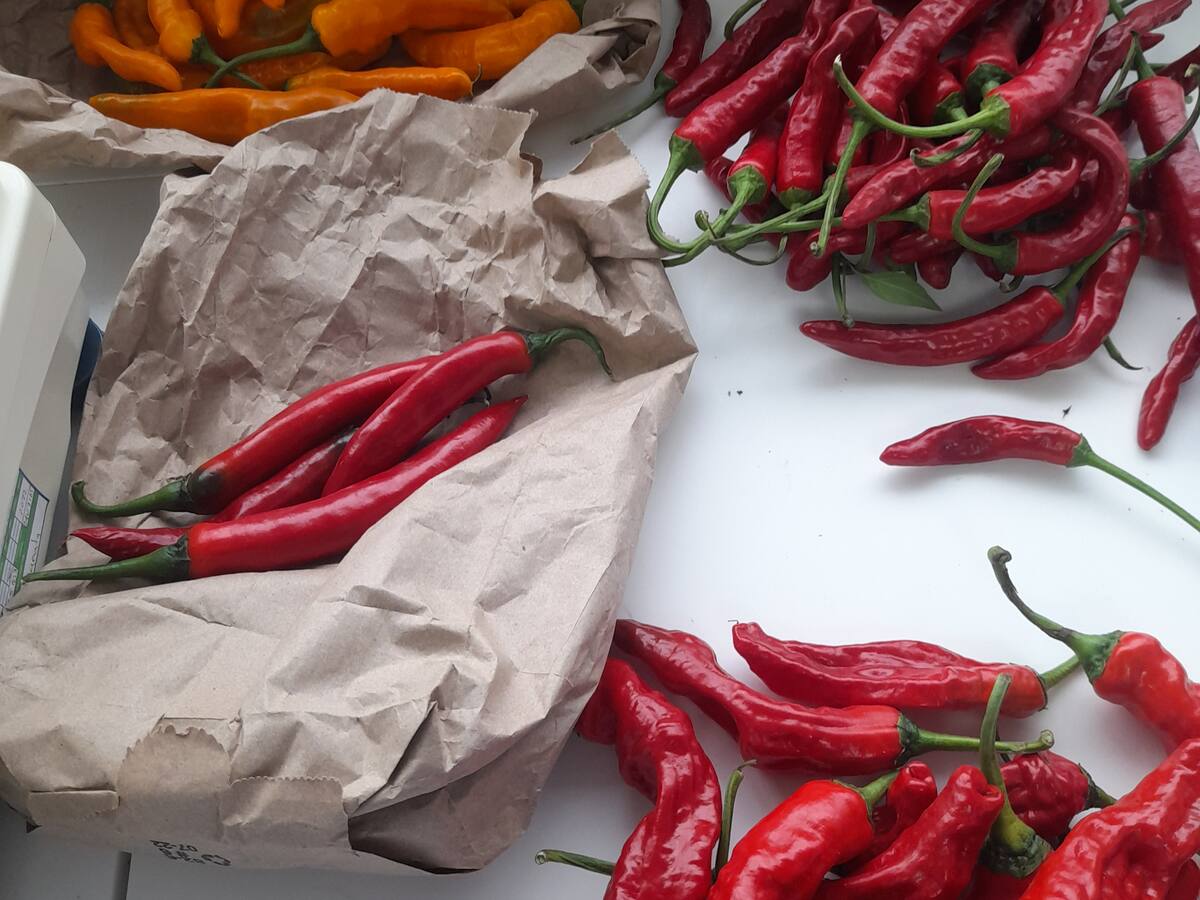 ¿Quieren picarse? Les enseñamos sobre el buen ají colombiano