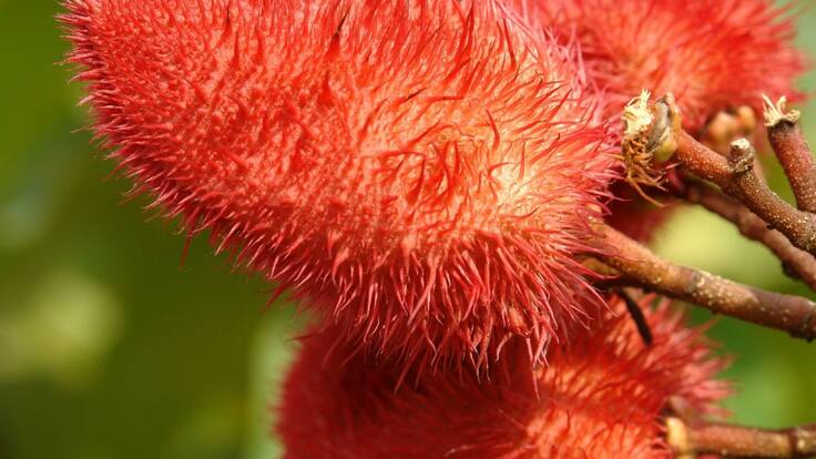 La gran industria de tintes para alimentos con el achiote del pacifico