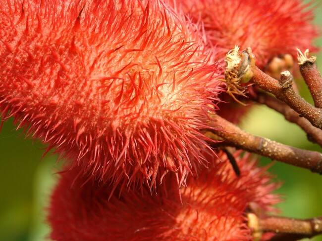 La gran industria de tintes para alimentos con el achiote del pacifico