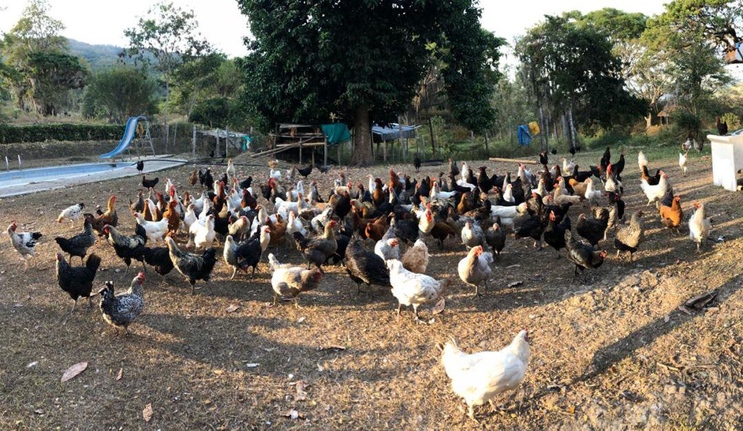Crianza de pollos y gallinas en pequeñas fincas
