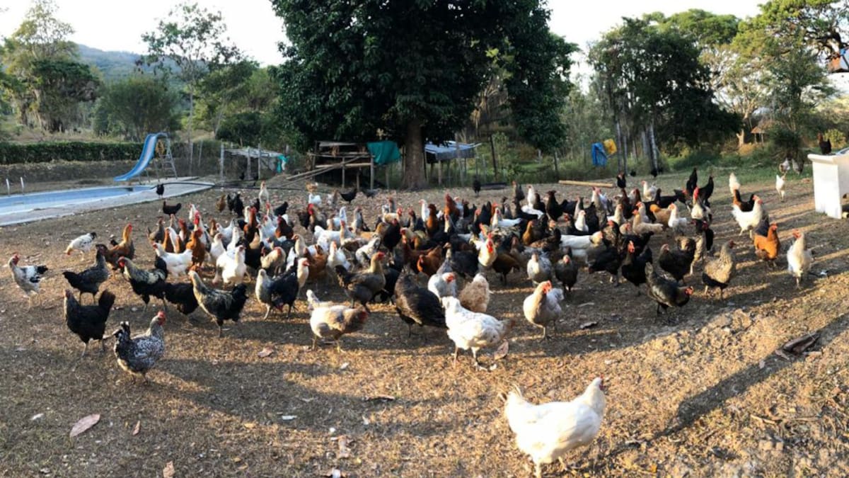 Gallinas de traspatio, una costumbre que se debe recobrar