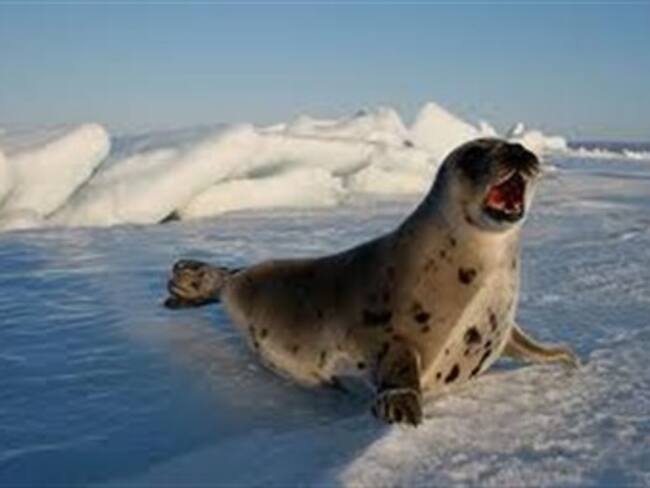 Un hueso de foca sugiere que el Cantábrico fue más cálido de lo que se creía