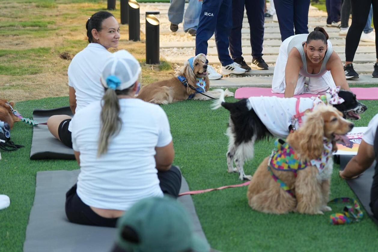 Los perros también hacen yoga y tienen pista de agilidad en el Nuevo Chambacú
