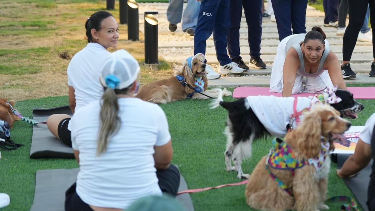 Los perros también hacen yoga y tienen pista de agilidad en el Nuevo Chambacú