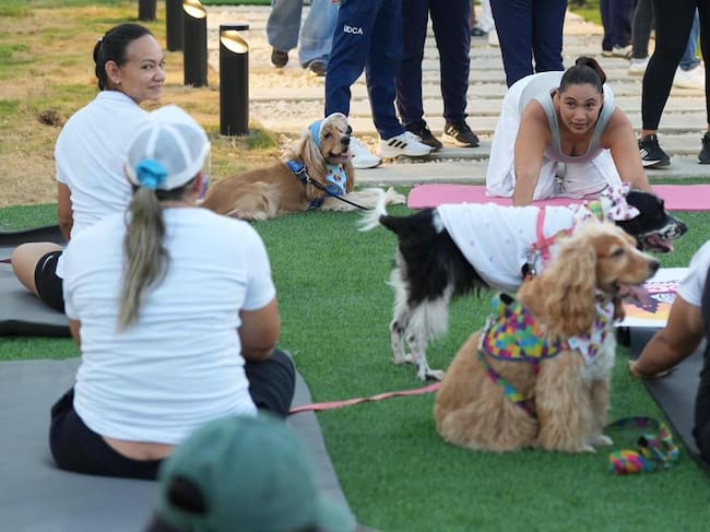 Los perros también hacen yoga y tienen pista de agilidad en el Nuevo Chambacú