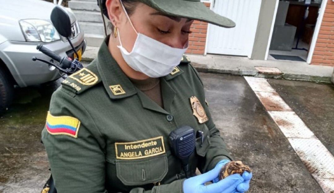 Especies recuperadas en Manizales