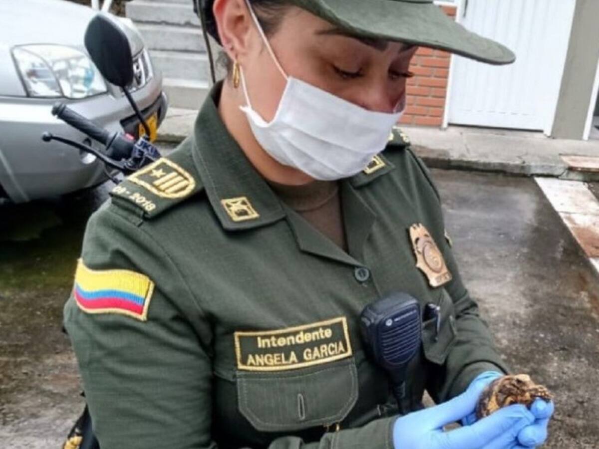Especies exóticas fueron entregadas por la ciudadanía