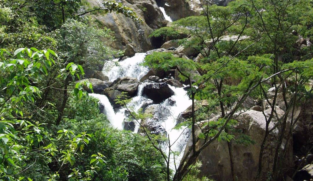 Bosques colombianos. Foto: Colprensa. 
