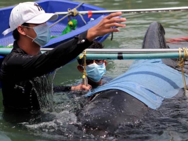 Biólogos marinos tailandeses rescatan el cuerpo inmóvil de la ballena en un canal de la provincia de Songkhla, al sur de Tailandia, el 30 de mayo de 2018.