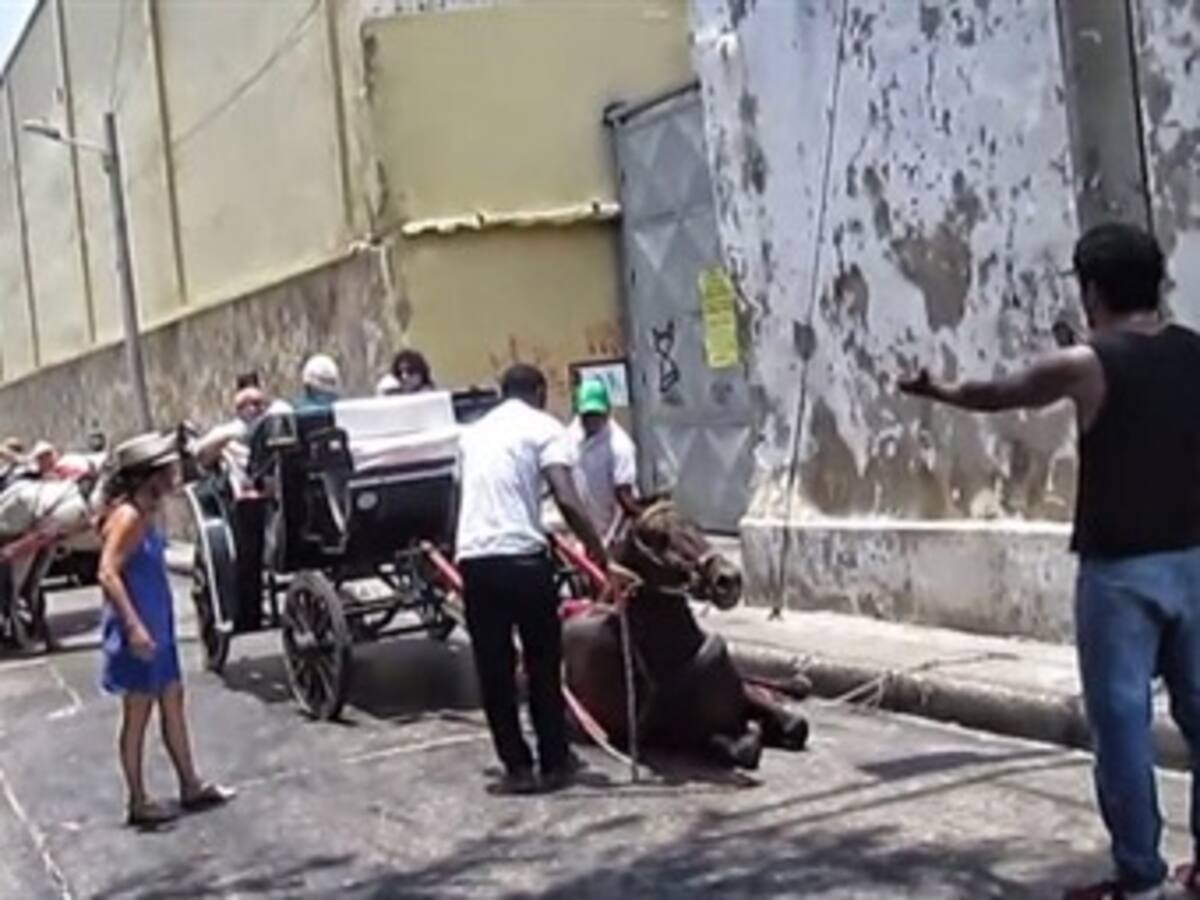 Abuso de caballos en Cartagena