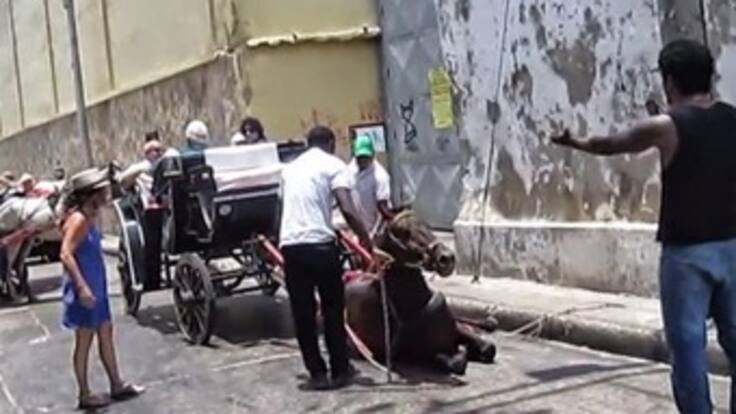 Abuso de caballos en Cartagena