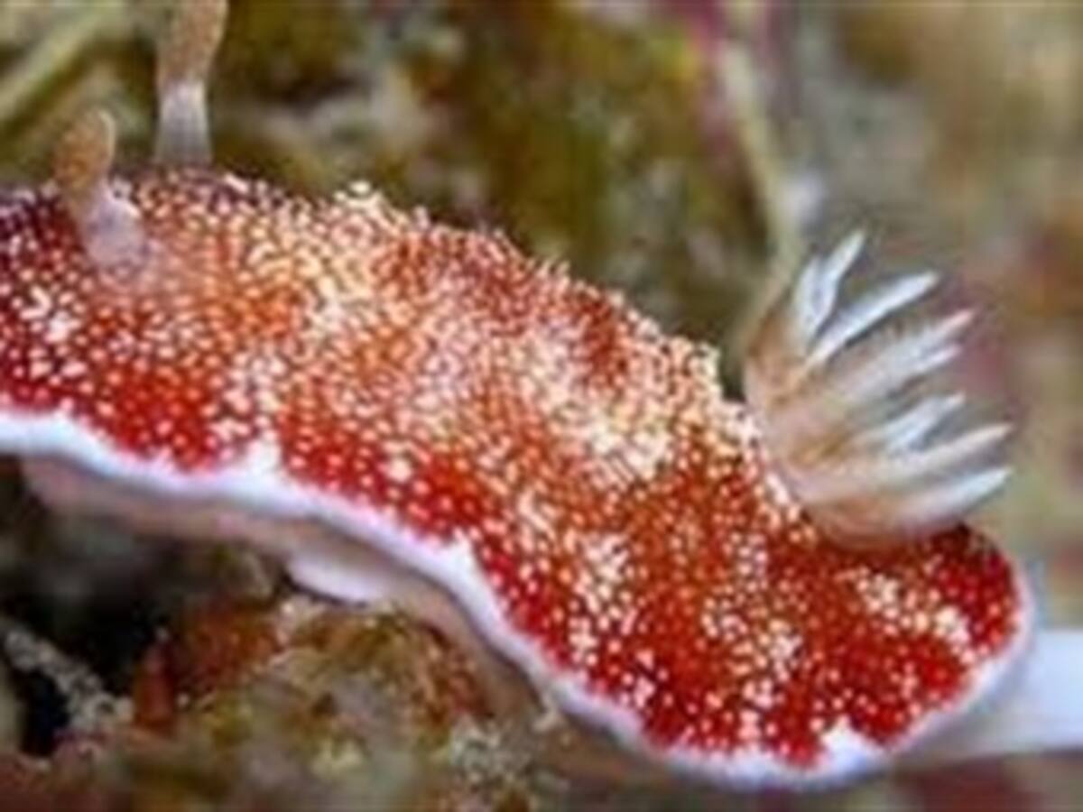 Babosa hermafrodita que apuñala a su pareja