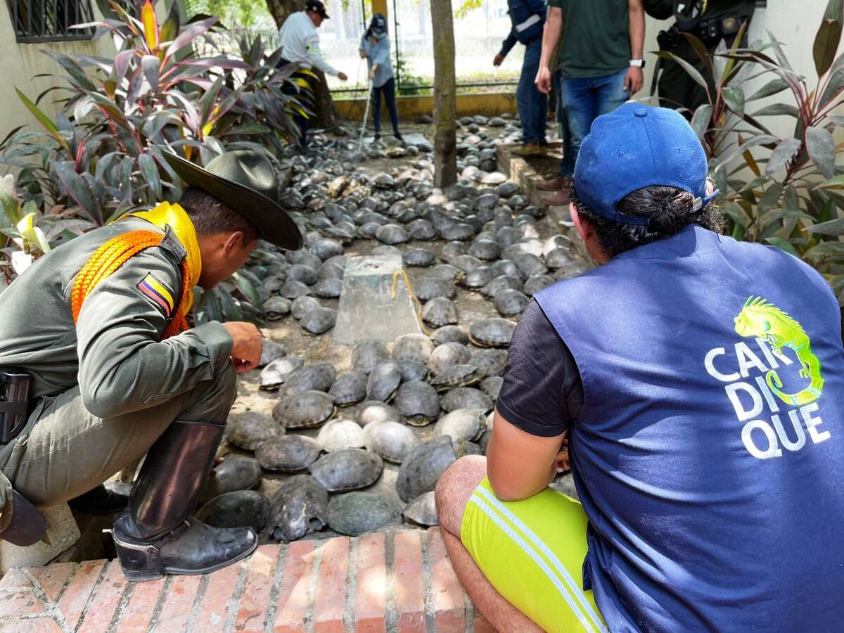 Incautaron cerca de 500 hicoteas que iban a ser sacrificadas en la Semana Santa