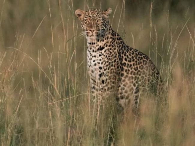 Un leopardo ataca y devora un niño en parque natural de Uganda
