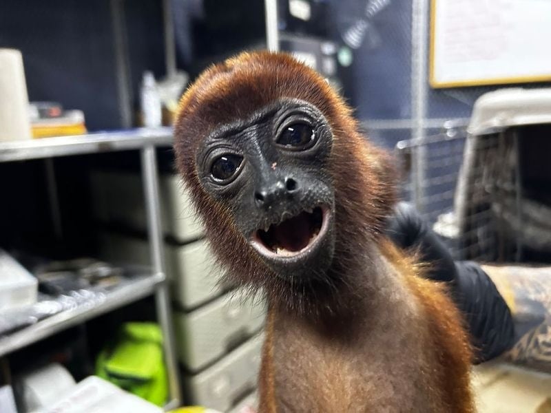 En El Bagre le causaron la muerte a un mono aullador al ser atacado con una pistola con perdigones Foto: Corantioquia