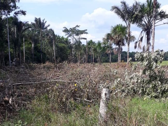 Medida cautelar para proteger el medio ambiente en Guaviare