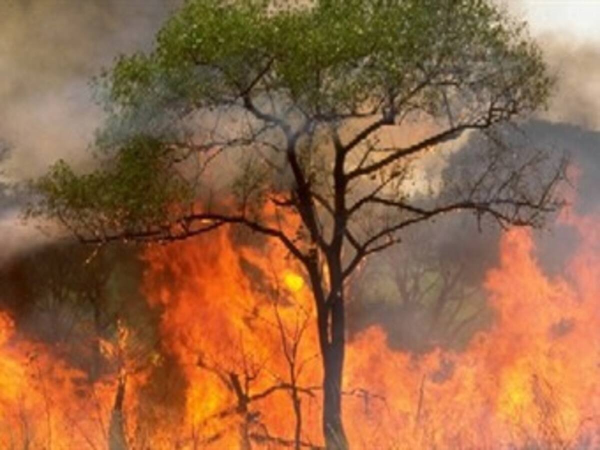 Se desata incendio forestal más grande en el Quindío