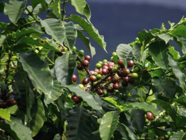 Sin recursos del Gobierno es complejo estabilizar el precio del café