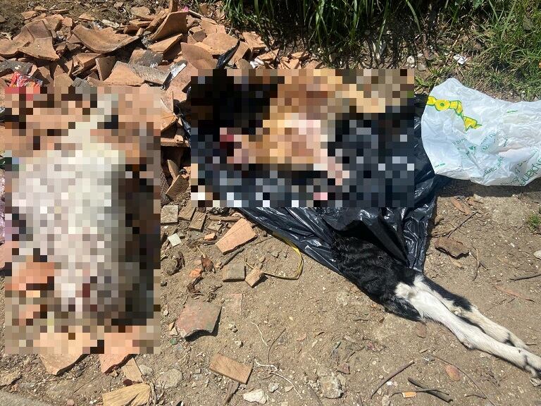 Chivos muertos y decapitados en Santa Elena- foto Cortesía